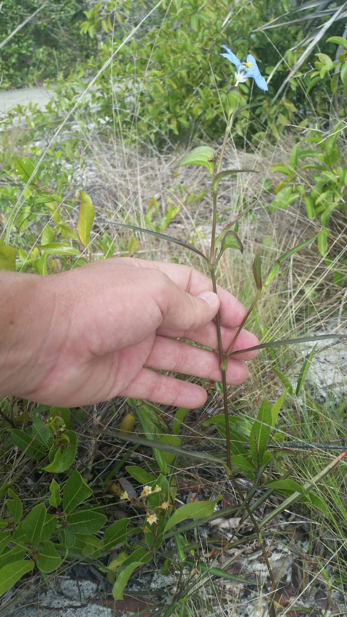 Image of whitemouth dayflower