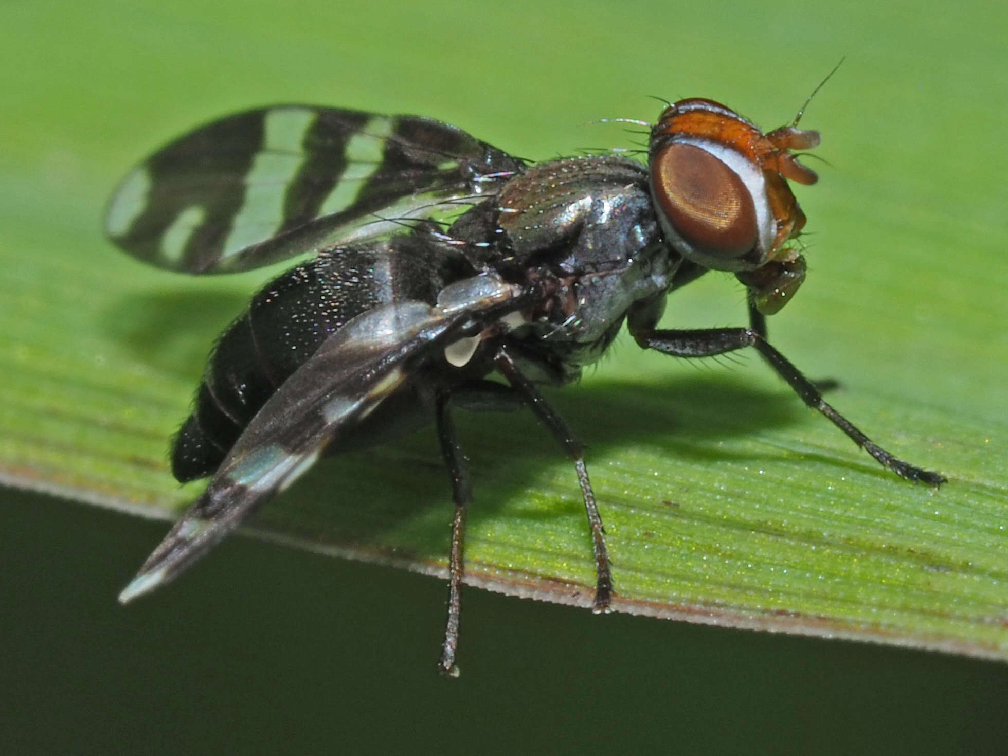 Image of Herina frondescentiae (Linnaeus 1758)