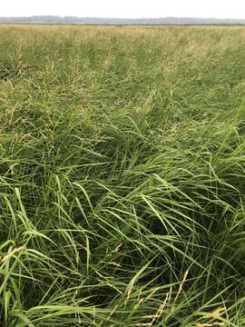 Image de Scolochloa