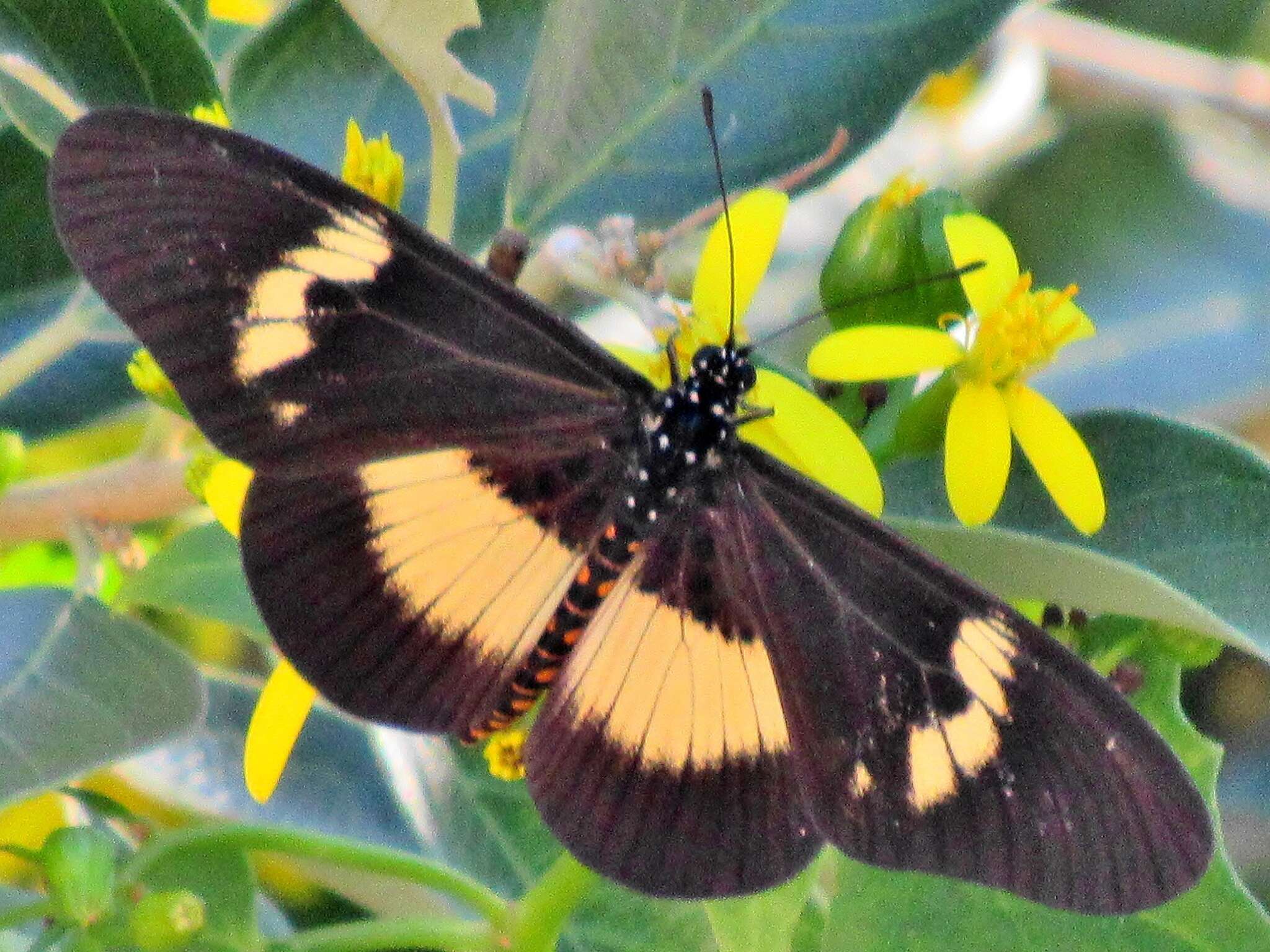 Image of Acraea aganice aganice