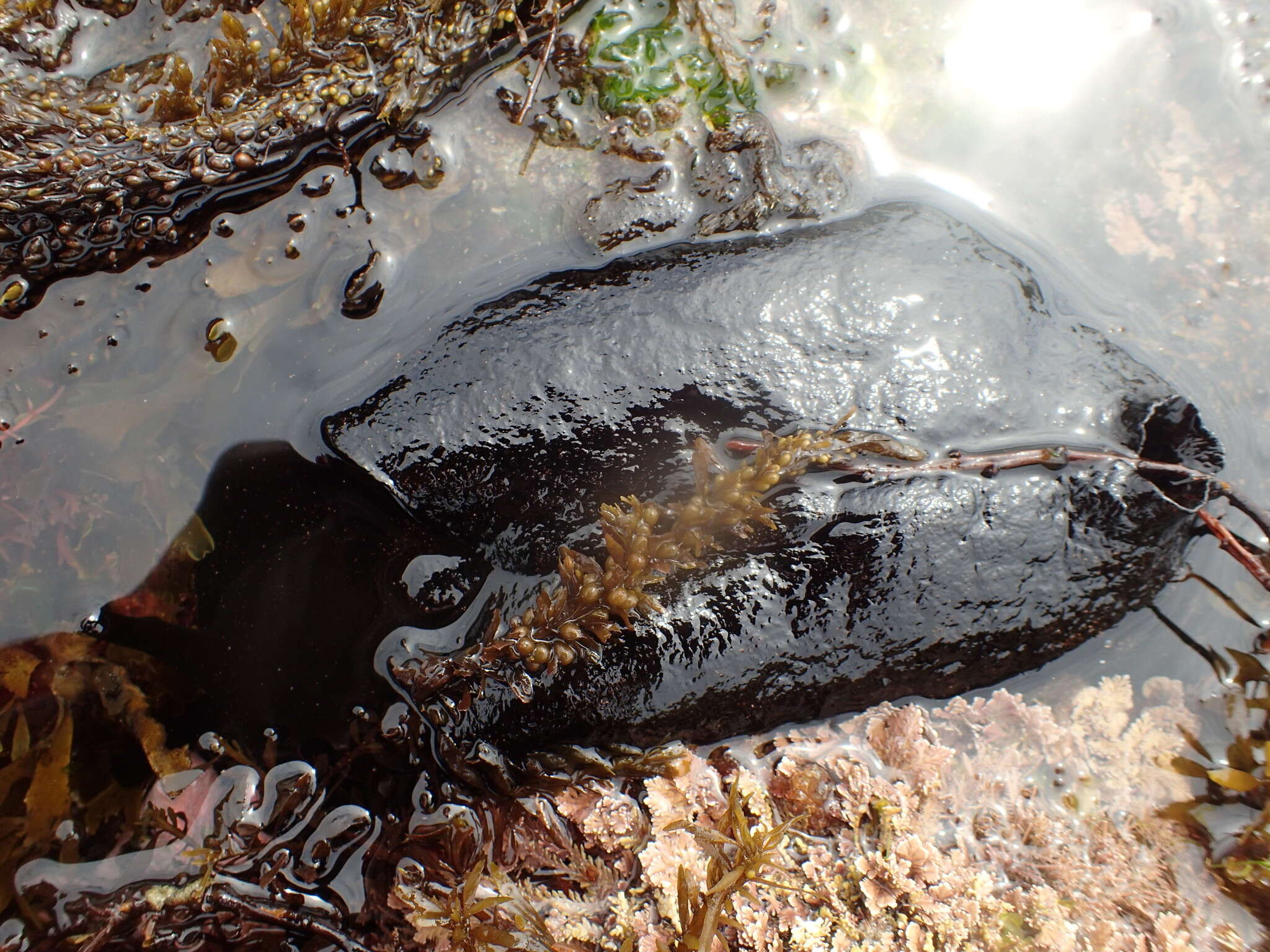 Aplysia vaccaria Winkler 1955 resmi