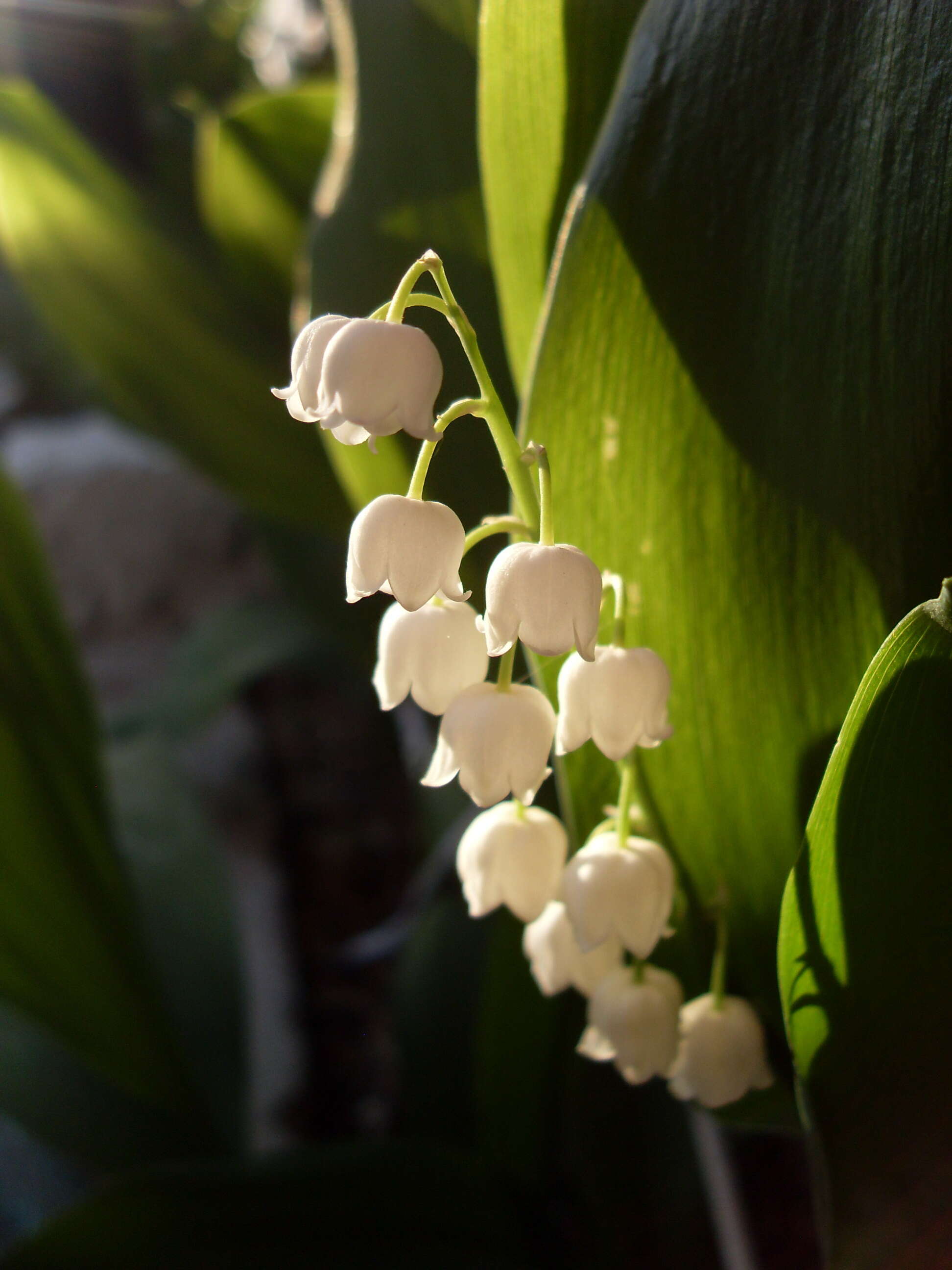 Image of convallaria