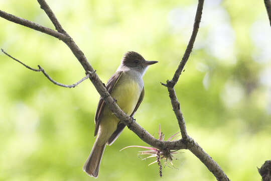 Image of Great Crested Flycatcher