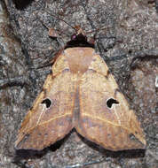 Image of Goniocarsia Hampson 1926