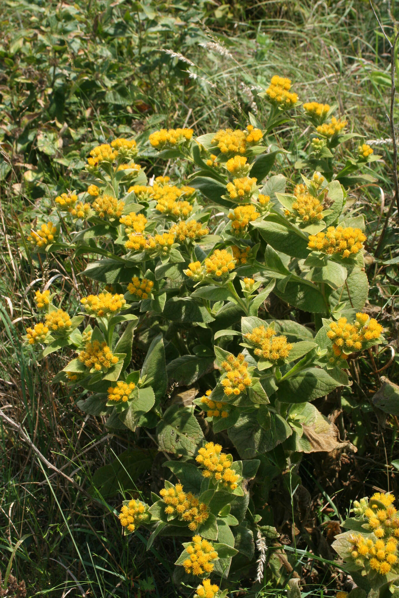 Inula thapsoides (M. Bieb.) Spreng. resmi