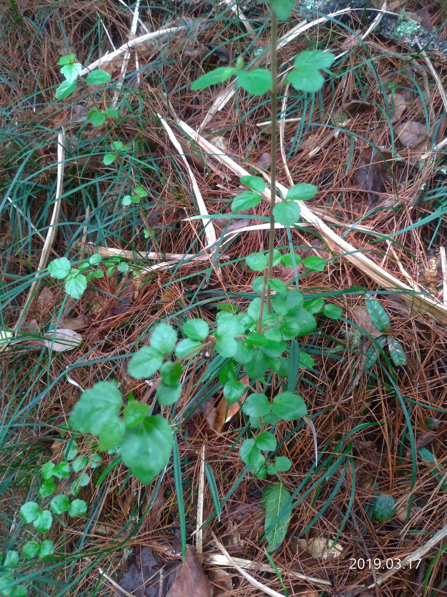 Image of Viburnum parvifolium Hayata