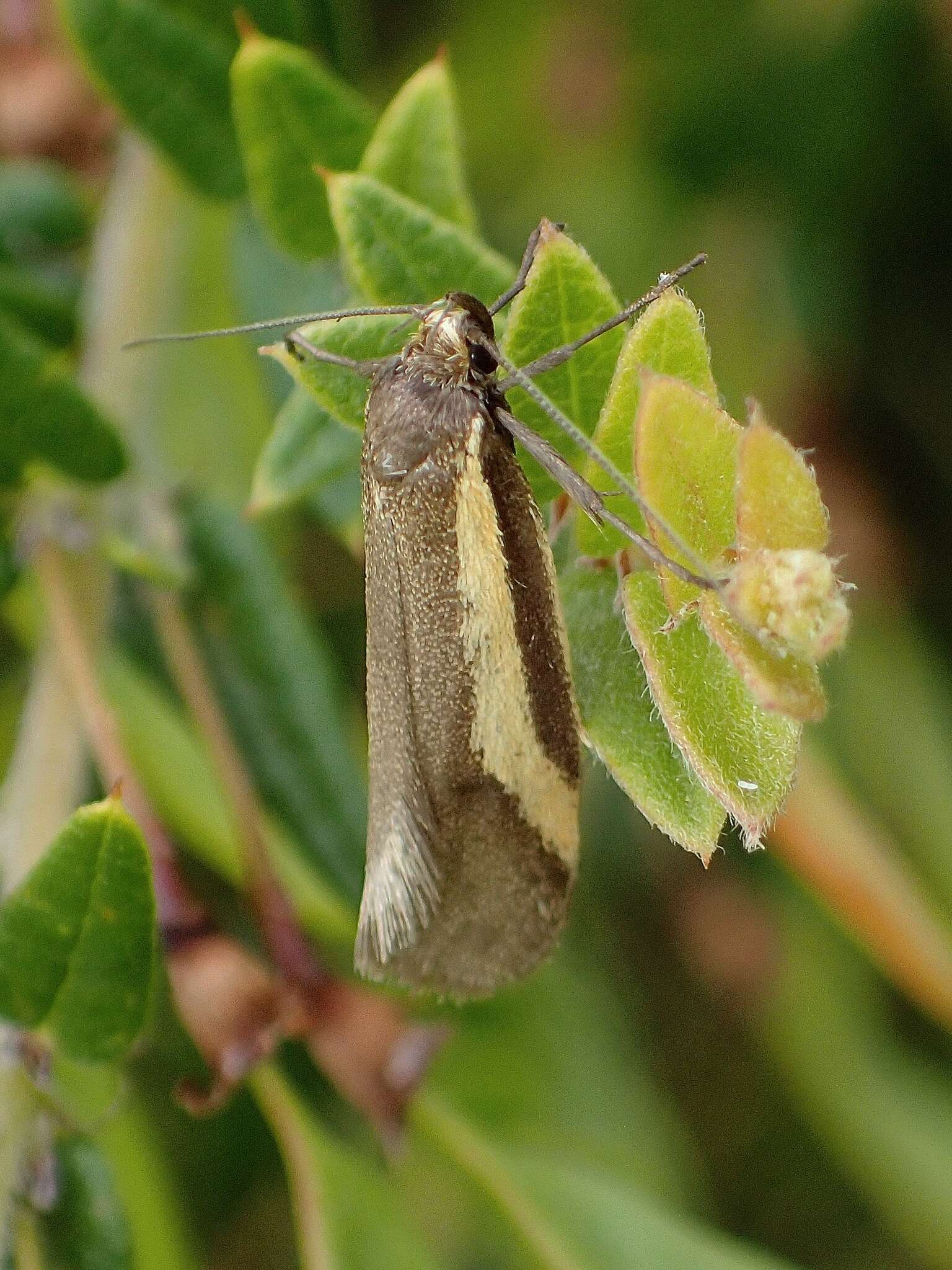 Image of Philobota chrysopotama Meyrick 1884