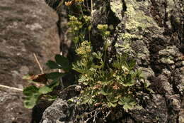 Image of Potentilla valderia L.