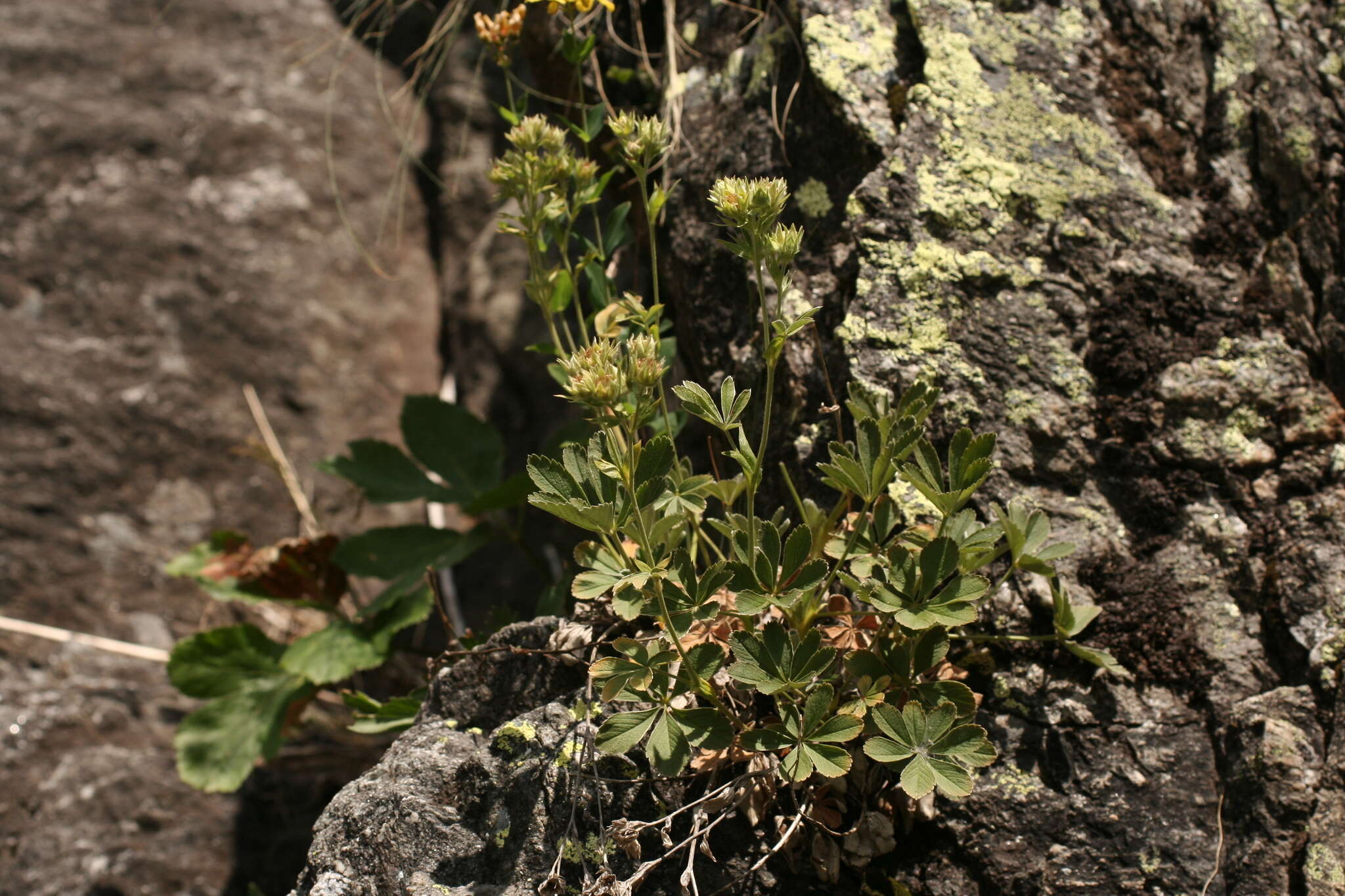 Image of Potentilla valderia L.