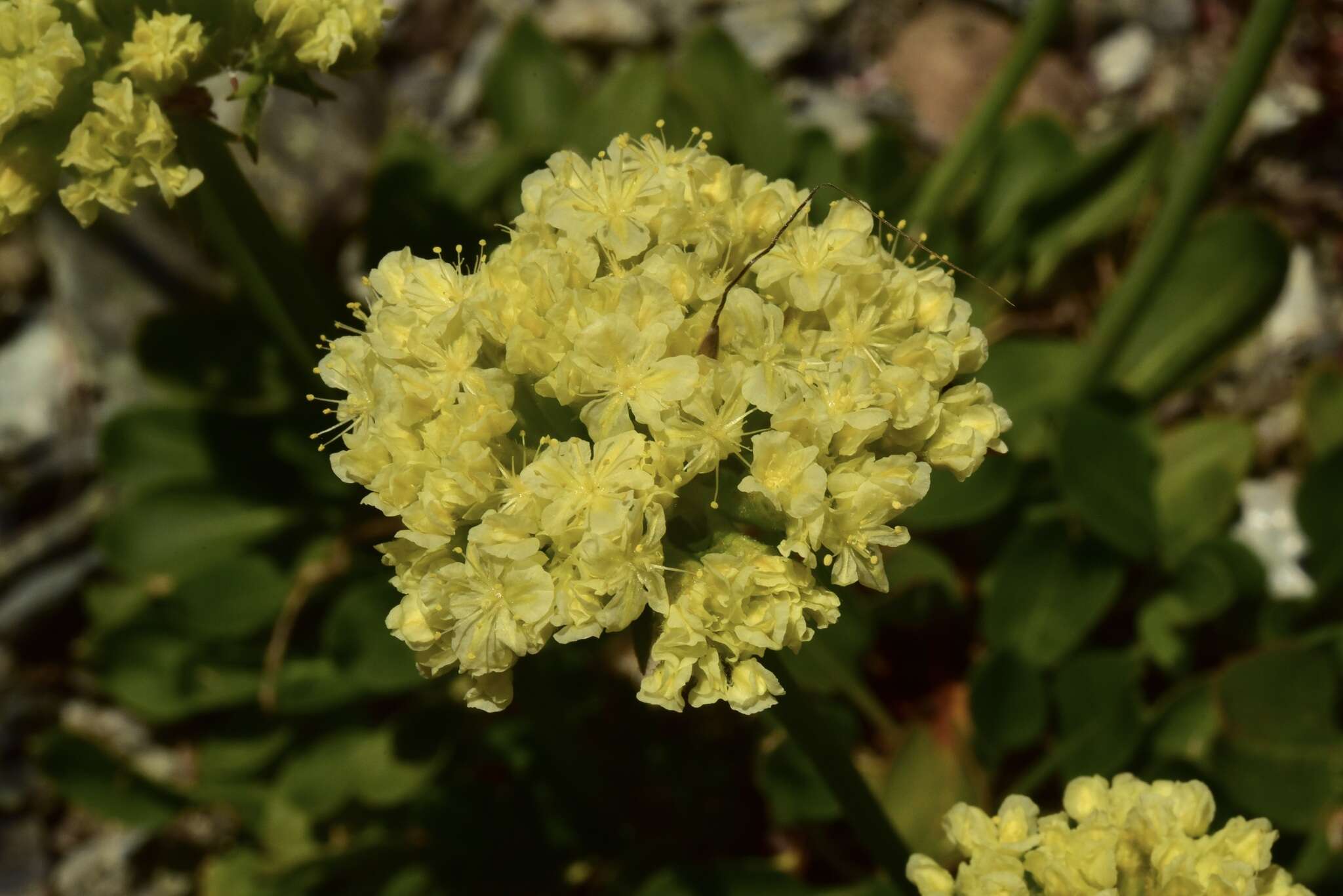 Слика од Eriogonum hirtellum Howell & Bacigal.