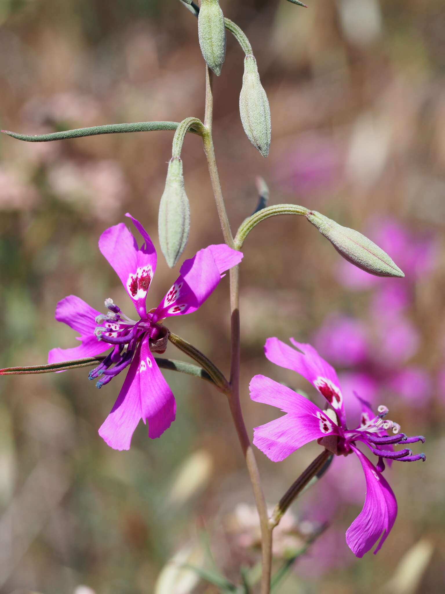 Image of gunsight clarkia