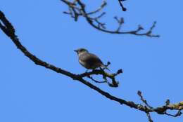 Image of Blackcap