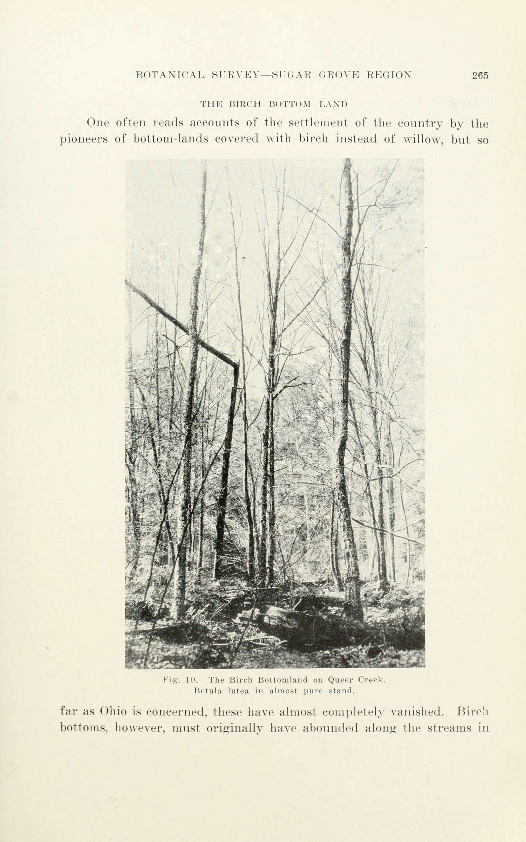 Image of Gray birch