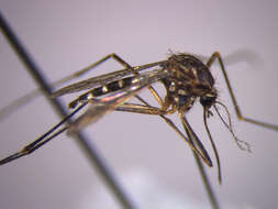 Image of Aedes antipodeus (Edwards 1920)