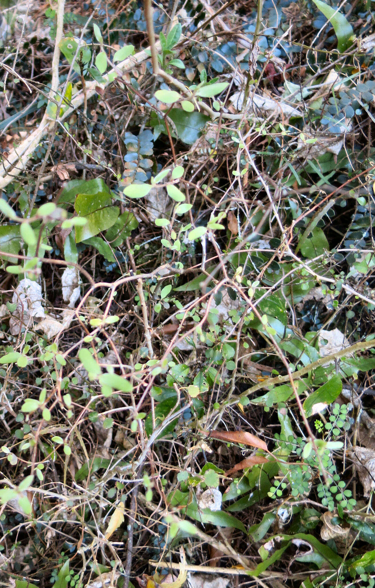 Image of Fragrant tree daisy