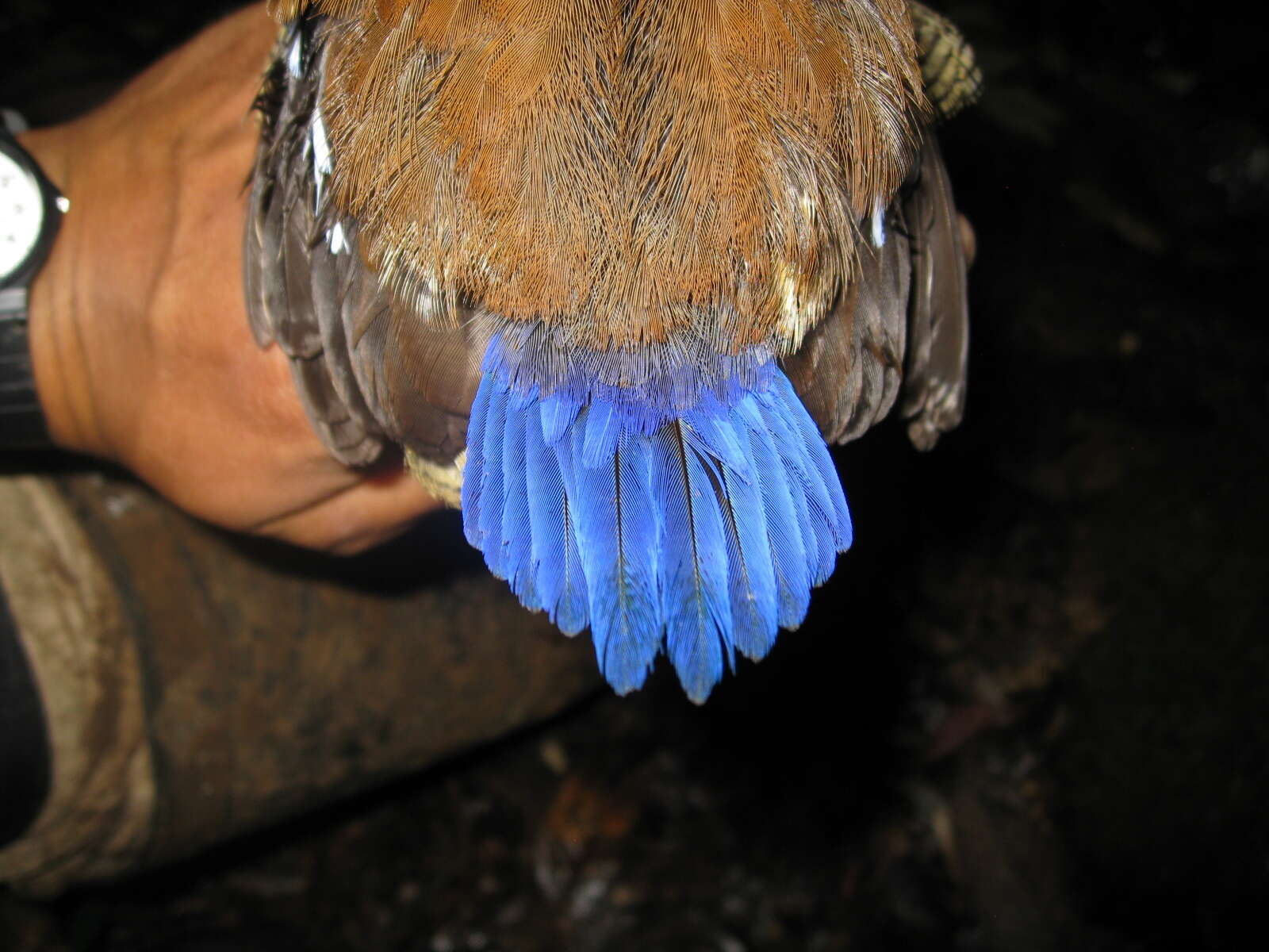 Image of Bornean Banded Pitta