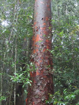 Image of Blue Kauri Pine