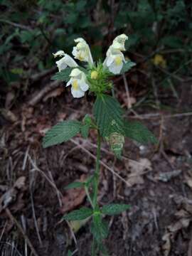 Image of Downy Hemp-nettle