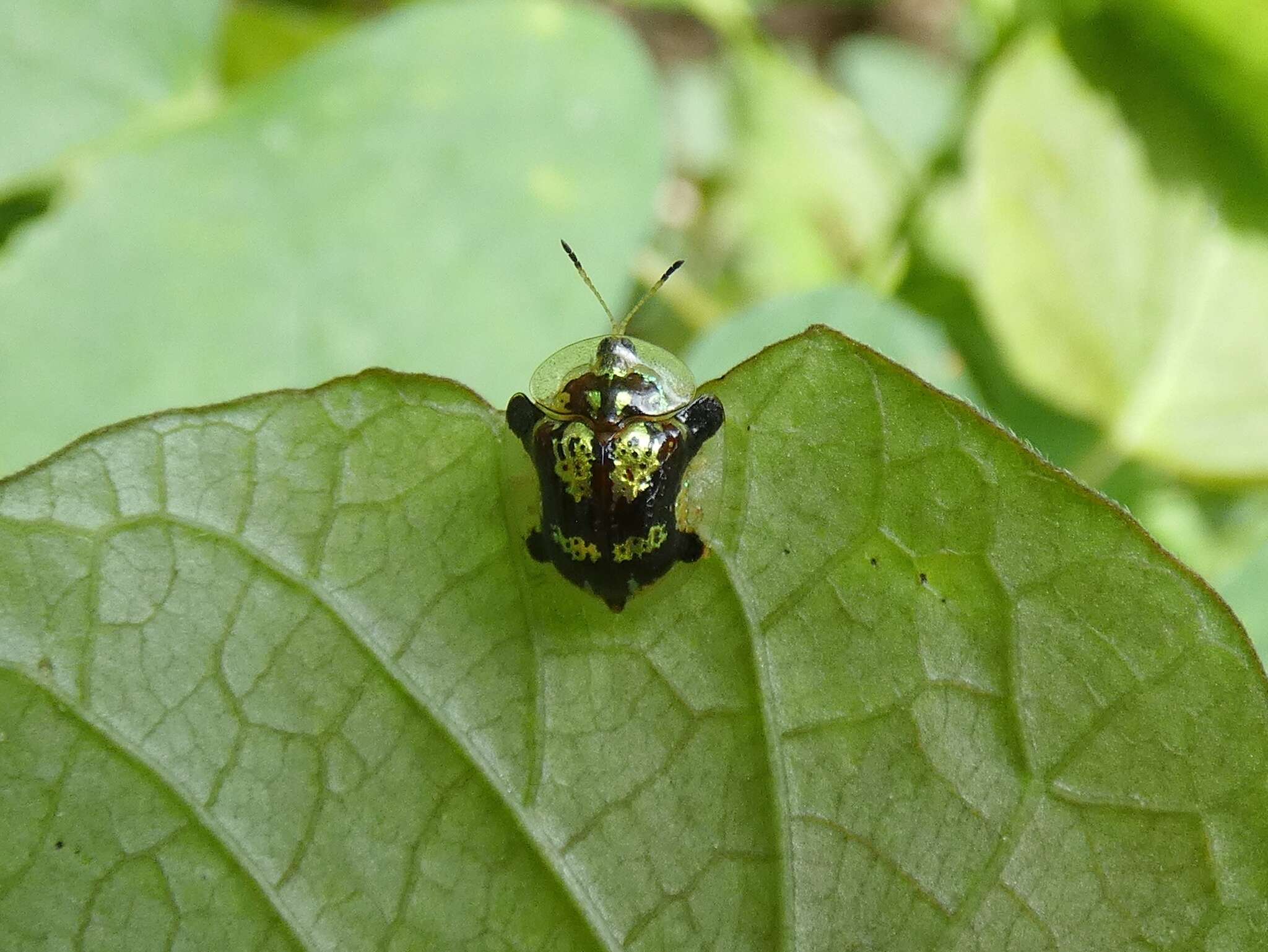 Image of Deloyala insubida (Boheman 1855)