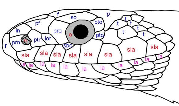 Image of East-Four-lined Ratsnake