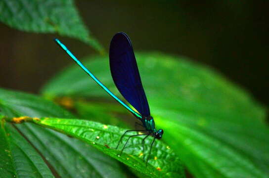 Image of Matrona cyanoptera Hämäläinen & Yeh 2000