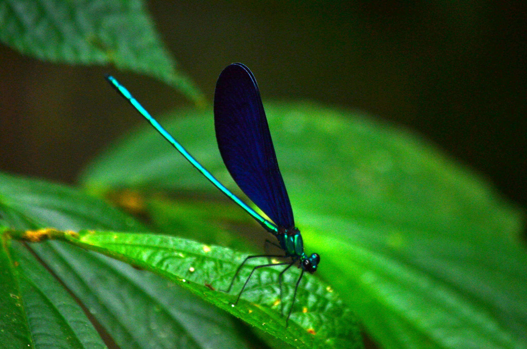 Image of Matrona cyanoptera Hämäläinen & Yeh 2000