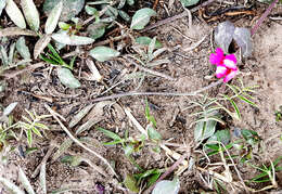 Image of Tephrosia capensis (Jacq.) Pers.