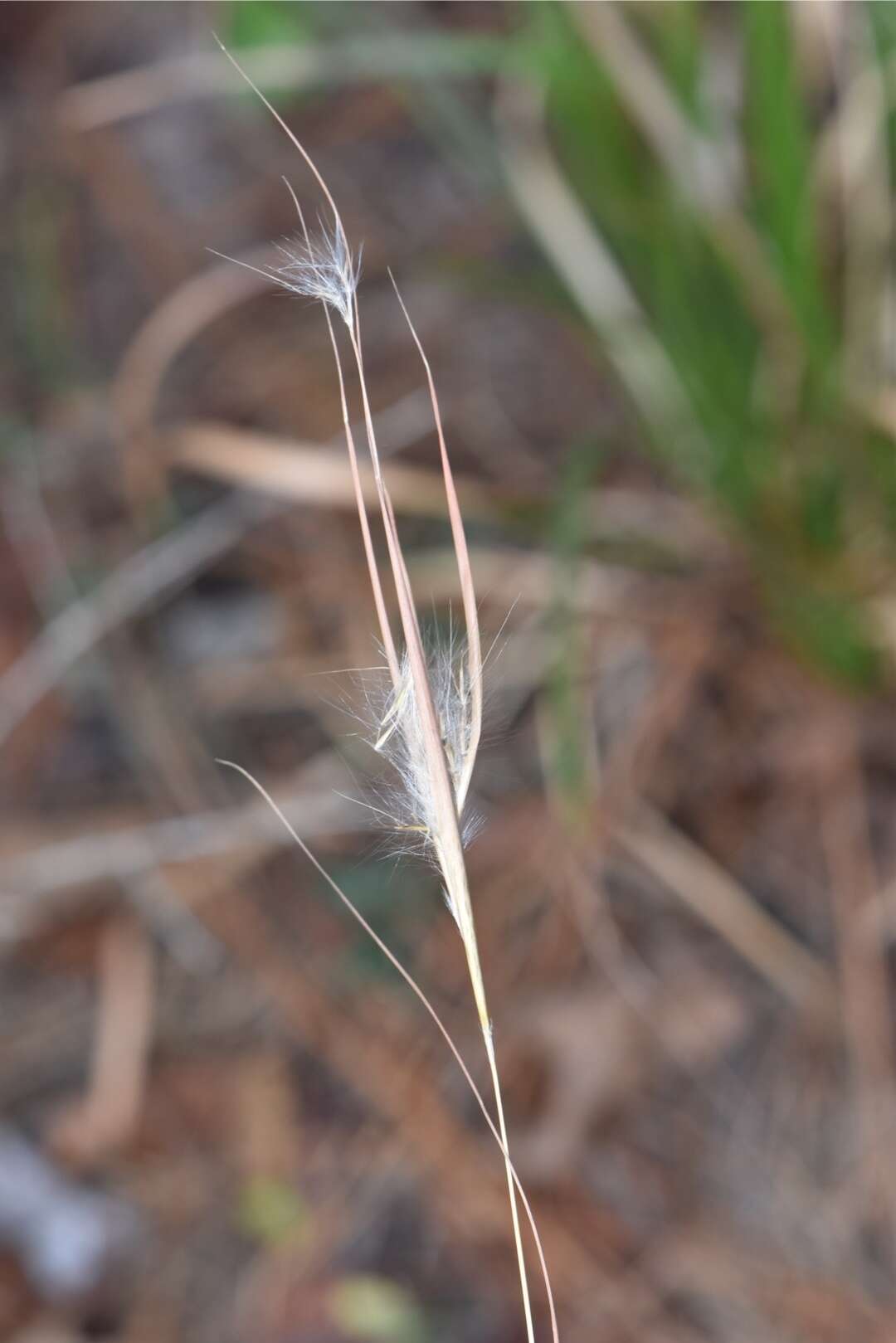 Plancia ëd Andropogon gyrans Ashe