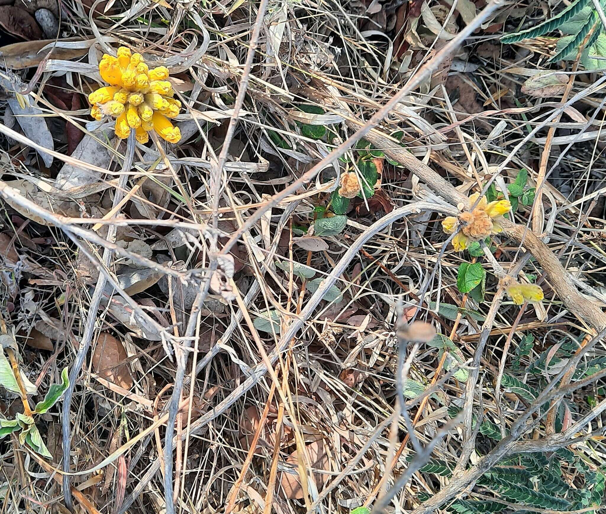 Image of Handroanthus coronatus (Proença & Farias) Farias