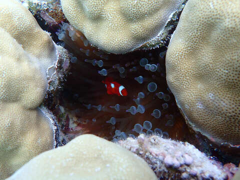 Image de Amphiprion biaculeatus (Bloch 1790)