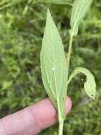 Image of Rudbeckia terranigrae