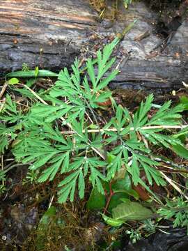 Image of Pacific bleeding heart