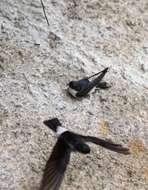 Image of Asian House Martin