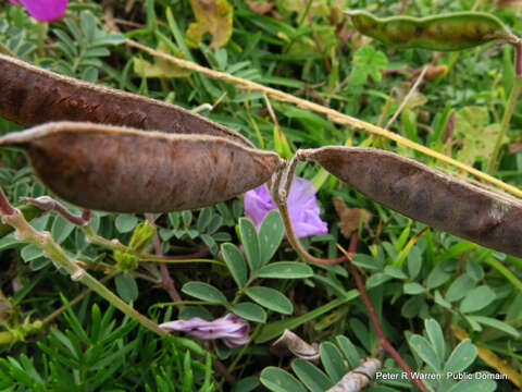 Image de Tephrosia purpurea (L.) Pers.