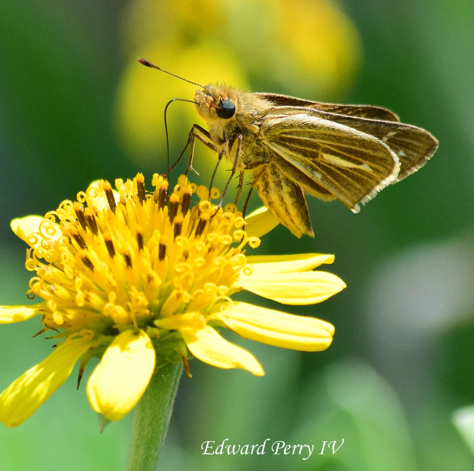 Image of Salt Marsh Skipper