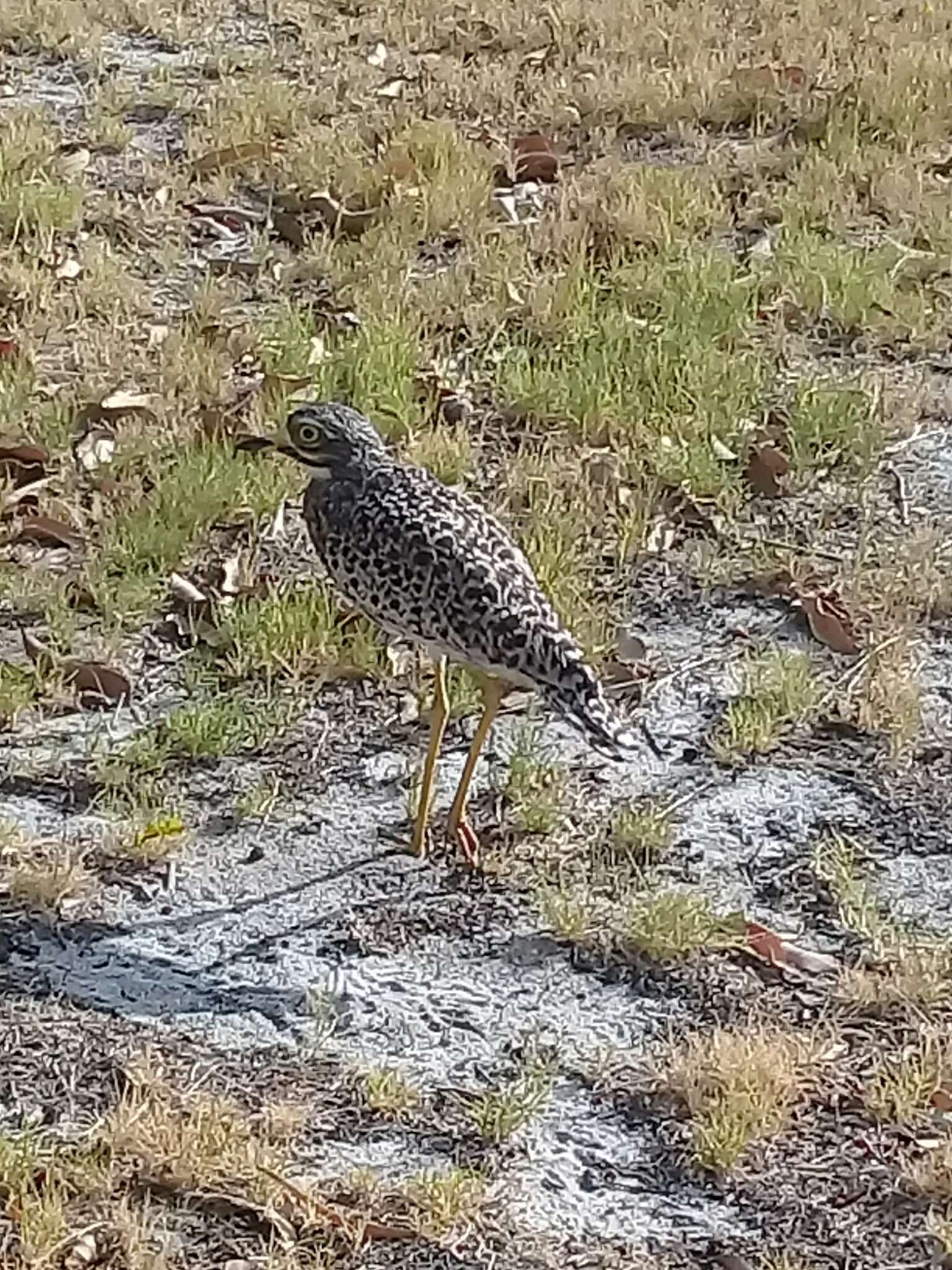 Image of Cape Thick-knee