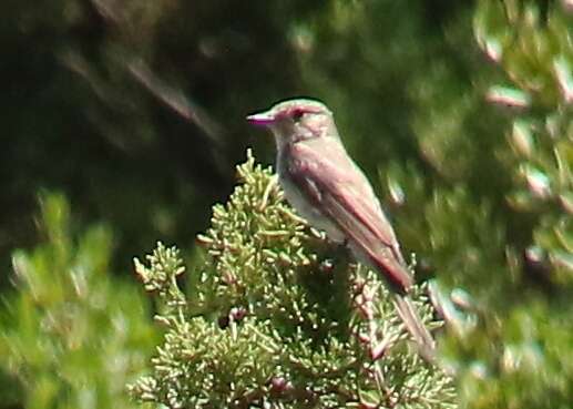 صورة <i>Muscicapa striata tyrrhenica</i>