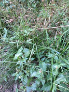 Image of dallisgrass