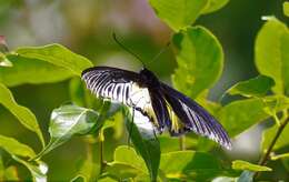 Image of Troides magellanus (Felder & Felder 1862)