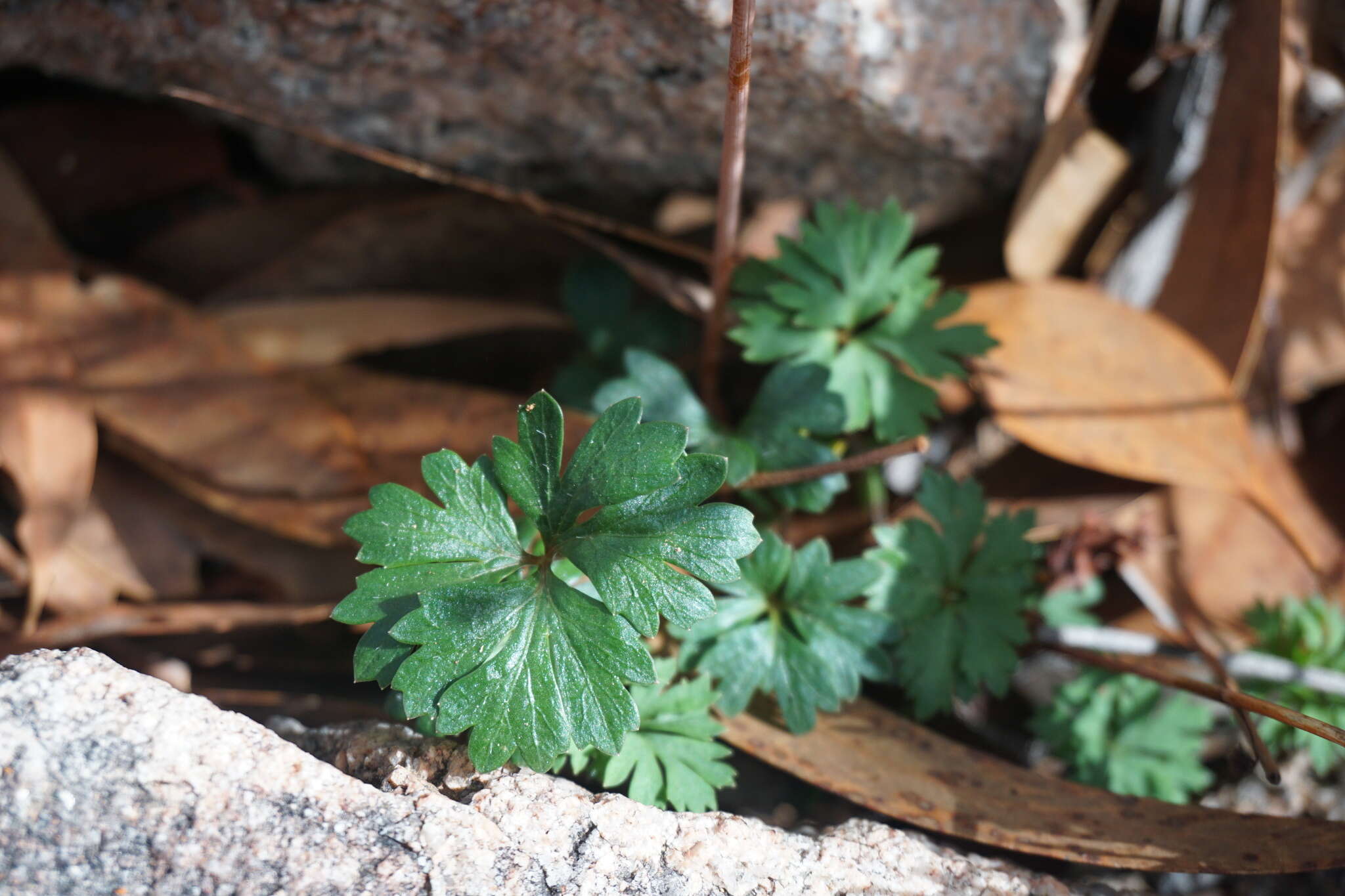 Image of Trachymene incisa subsp. incisa