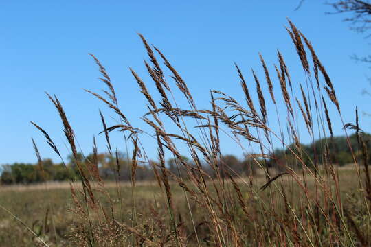 Imagem de Sorghastrum nutans (L.) Nash