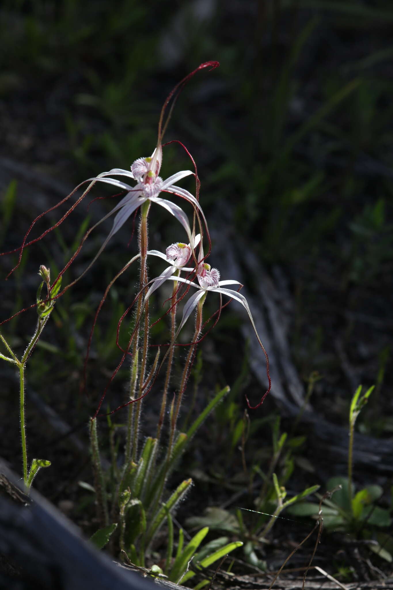 Caladenia exilis Hopper & A. P. Br.的圖片