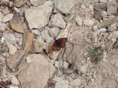 Image of Silky Ringlet