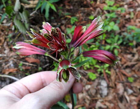 Image of lily of the Incas