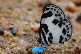 Image of banded blue Pierrot