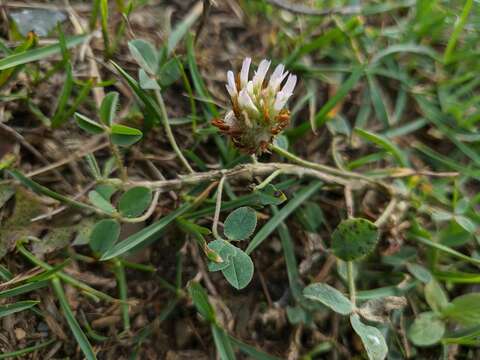 Image of Trifolium fragiferum subsp. bonannii (C. Presl) Sojak