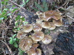 صورة Armillaria novae-zelandiae (G. Stev.) Boesew. 1977