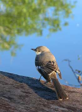 Image of Northern Mockingbird