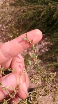 Image of box knotweed