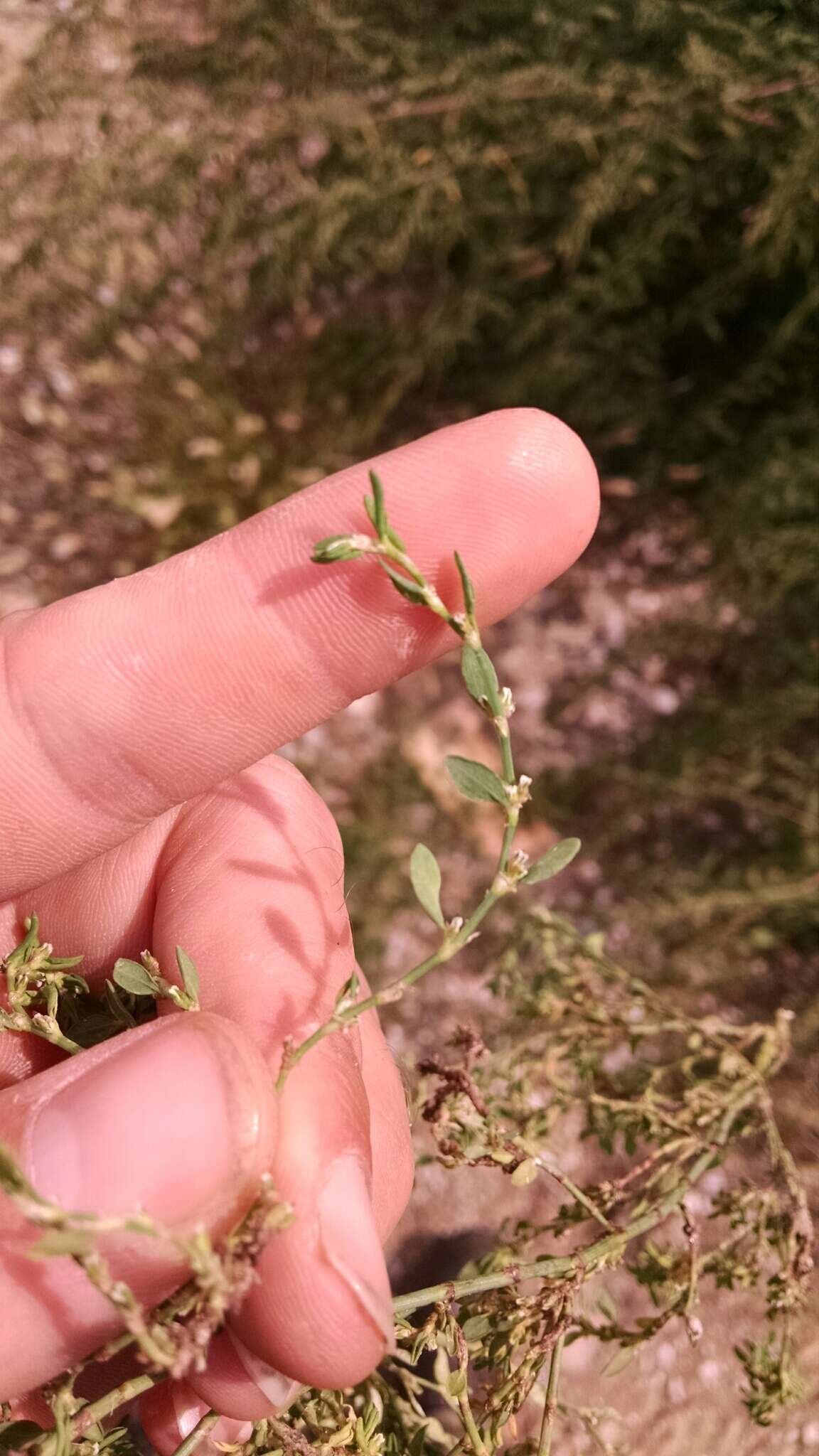 Polygonum aviculare subsp. buxiforme (Small) Costea & Tardif的圖片